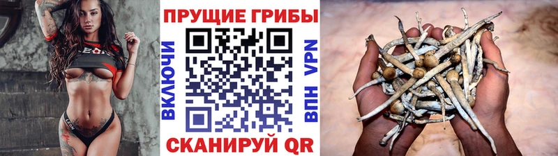 Галлюциногенные грибы Psilocybe  Александровск-Сахалинский 